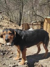 CAIKUL, Hund, Mischlingshund in Bulgarien - Bild 5