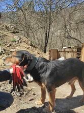 CAIKUL, Hund, Mischlingshund in Bulgarien - Bild 6