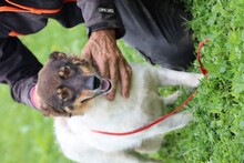 JOJOLA, Hund, Mischlingshund in Rumänien - Bild 5