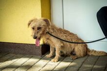 BOOGY, Hund, Mischlingshund in Ungarn - Bild 4