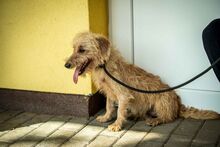 BOOGY, Hund, Mischlingshund in Ungarn - Bild 5