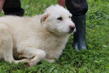 FLOKI, Hund, Schnauzer-Hütehund-Mix in Rumänien - Bild 1
