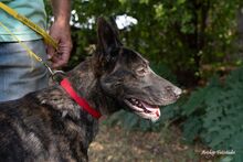HAMLET, Hund, Mischlingshund in Ungarn - Bild 4