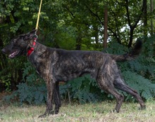 HAMLET, Hund, Mischlingshund in Ungarn - Bild 5