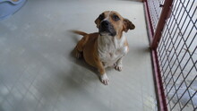 AZIRA, Hund, Mischlingshund in Ungarn - Bild 5