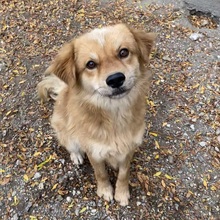 ELEK, Hund, Mischlingshund in Ungarn - Bild 11