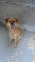 ELEK, Hund, Mischlingshund in Ungarn - Bild 6