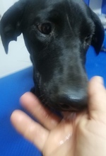 LENI, Hund, Labrador-Mix in Rumänien - Bild 2