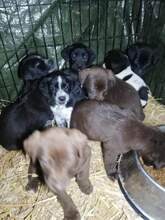 LENI, Hund, Labrador-Mix in Rumänien - Bild 3