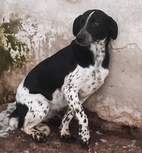 LIANE, Hund, Mischlingshund in Rumänien - Bild 10