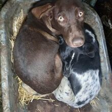 LIANE, Hund, Mischlingshund in Rumänien - Bild 11