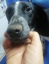 LIANE, Hund, Mischlingshund in Rumänien - Bild 12