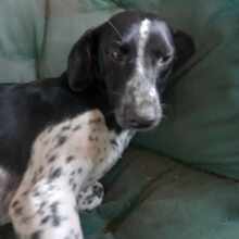 LIANE, Hund, Mischlingshund in Rumänien - Bild 16