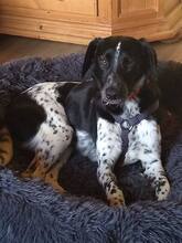 LIANE, Hund, Mischlingshund in Rumänien - Bild 2