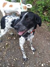 LIANE, Hund, Mischlingshund in Rumänien - Bild 3