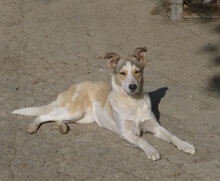 LATINA, Hund, Mischlingshund in Bulgarien - Bild 1