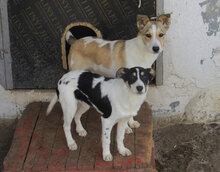 LATINA, Hund, Mischlingshund in Bulgarien - Bild 10