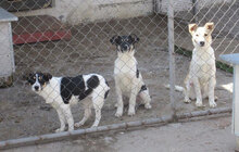 LATINA, Hund, Mischlingshund in Bulgarien - Bild 11