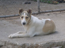 LATINA, Hund, Mischlingshund in Bulgarien - Bild 2