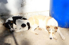 LATINA, Hund, Mischlingshund in Bulgarien - Bild 3