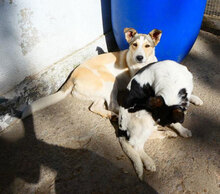 LATINA, Hund, Mischlingshund in Bulgarien - Bild 4