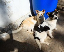 LATINA, Hund, Mischlingshund in Bulgarien - Bild 5