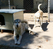 LATINA, Hund, Mischlingshund in Bulgarien - Bild 6