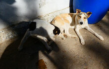 LATINA, Hund, Mischlingshund in Bulgarien - Bild 7