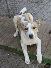 LATINA, Hund, Mischlingshund in Bulgarien - Bild 9