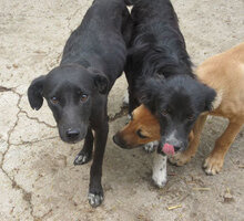 SHARON, Hund, Mischlingshund in Bulgarien - Bild 10