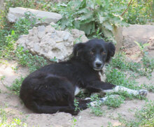 SHARON, Hund, Mischlingshund in Bulgarien - Bild 2