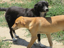 SHARON, Hund, Mischlingshund in Bulgarien - Bild 3