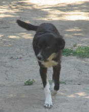 SHARON, Hund, Mischlingshund in Bulgarien - Bild 4