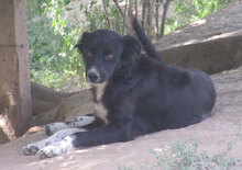 SHARON, Hund, Mischlingshund in Bulgarien - Bild 5