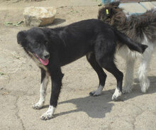 SHARON, Hund, Mischlingshund in Bulgarien - Bild 6
