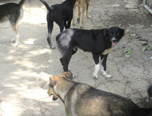 SHARON, Hund, Mischlingshund in Bulgarien - Bild 7