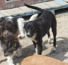 SHARON, Hund, Mischlingshund in Bulgarien - Bild 8