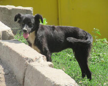 SHARON, Hund, Mischlingshund in Bulgarien - Bild 9