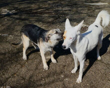 CLOONY, Hund, Mischlingshund in Bulgarien - Bild 10
