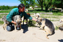 CLOONY, Hund, Mischlingshund in Bulgarien - Bild 12