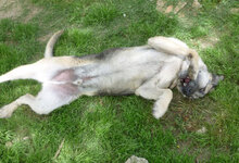 CLOONY, Hund, Mischlingshund in Bulgarien - Bild 14