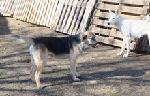CLOONY, Hund, Mischlingshund in Bulgarien - Bild 2