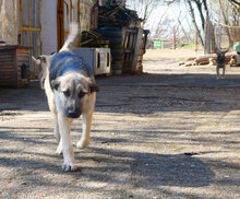 CLOONY, Hund, Mischlingshund in Bulgarien - Bild 3