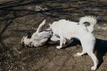 CLOONY, Hund, Mischlingshund in Bulgarien - Bild 4