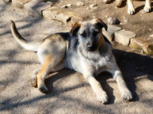 CLOONY, Hund, Mischlingshund in Bulgarien - Bild 5