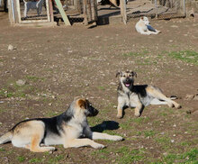 CLOONY, Hund, Mischlingshund in Bulgarien - Bild 6