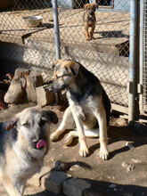 CLOONY, Hund, Mischlingshund in Bulgarien - Bild 7