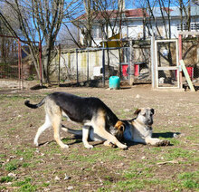 CLOONY, Hund, Mischlingshund in Bulgarien - Bild 8