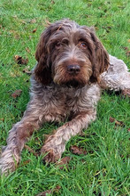 SOFIE, Hund, Griffon in Ilsede - Bild 1