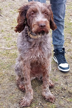 SOFIE, Hund, Griffon in Ilsede - Bild 2